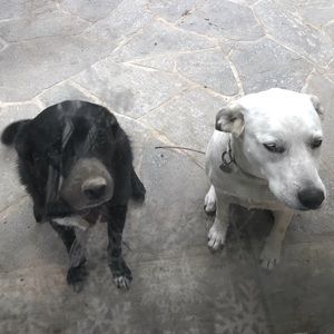 Trades are considered on a case by case basis.Seller must have excellent ratings